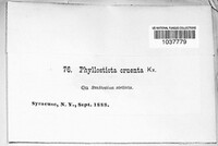 Phyllosticta cruenta image